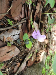 Disperis katangensis