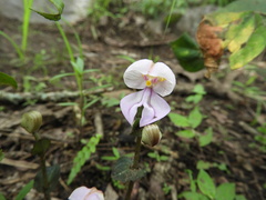 Disperis katangensis