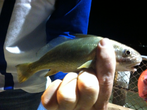 Bearded croaker (Johnius amblycephalus) — Sciaenidae — 4
