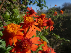 Pseudogynoxys chenopodioides