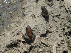 Phrynobatrachus acridoides