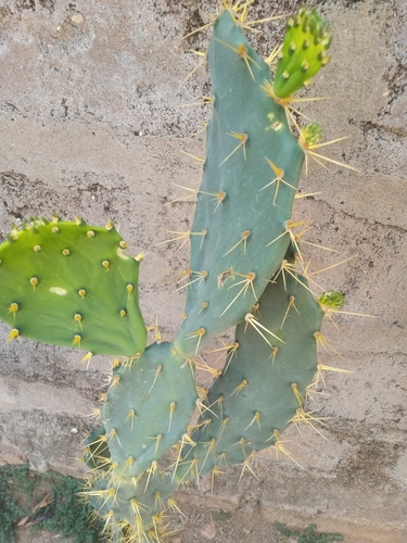 Erect Pricklypear