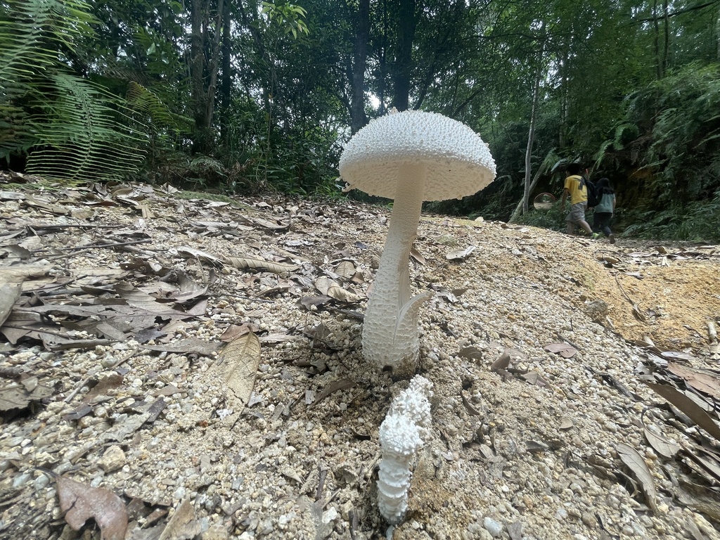 Amanita virgineoides