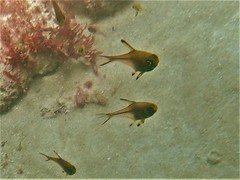 Pempheris multiradiata