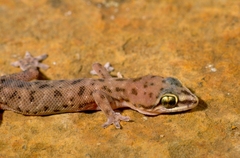 Hemidactylus isolepis