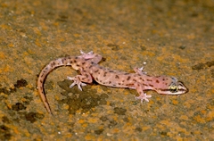 Hemidactylus isolepis