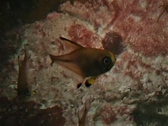 Pempheris multiradiata