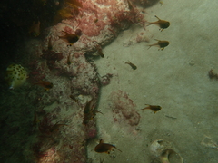 Pempheris multiradiata