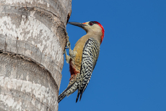 Melanerpes superciliaris