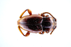 Lycoperdina bovistae