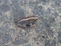 Phrynobatrachus acridoides