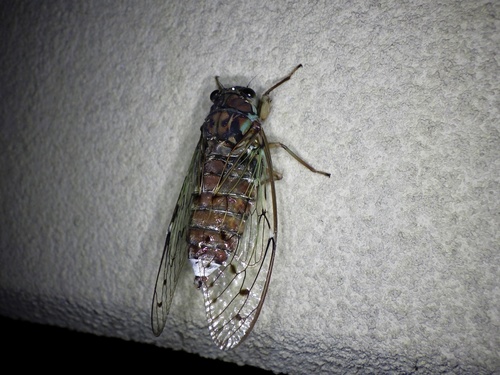 Evening Cicada photo 4