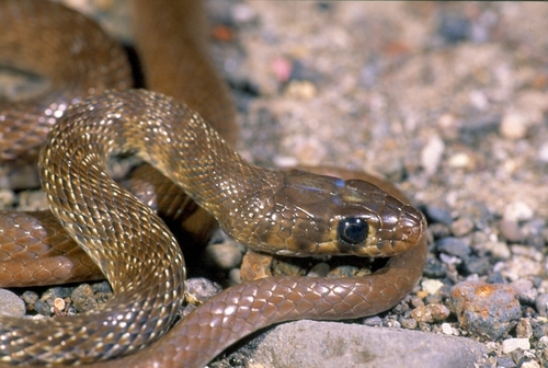 Flowered Whip Snake
