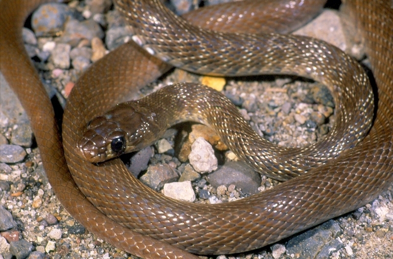 Flowered Racer