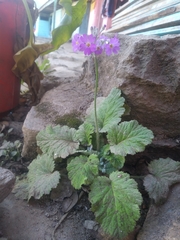 Primula malacoides