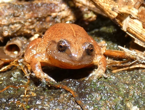 Fry's Frog, Austrochaperina fryi
