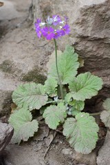 Primula malacoides