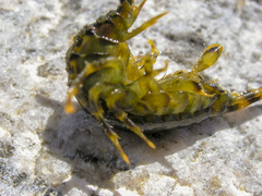Eulimnogammarus