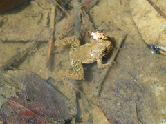 Phrynobatrachus acridoides