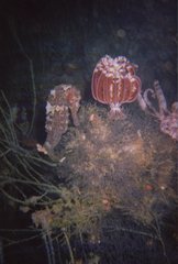 Hippocampus kelloggi