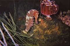 Hippocampus kelloggi