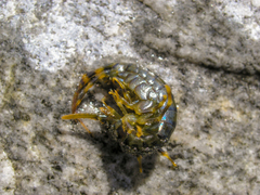 Eulimnogammarus