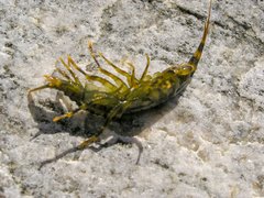 Eulimnogammarus