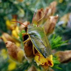 Piezodorus lituratus