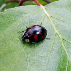 Harmonia axyridis