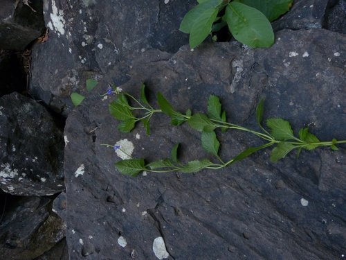 Verbenaceae image