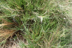 Zoysia