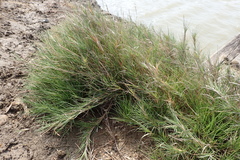 Zoysia
