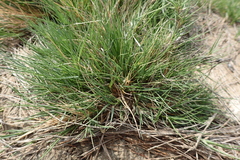 Zoysia