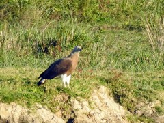 Haliaeetus ichthyaetus