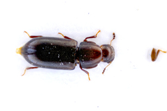 Orthocis alni