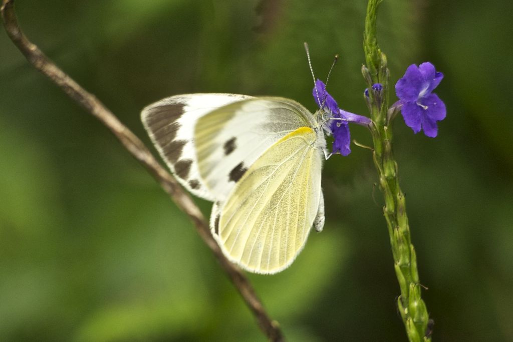 Asian Cabbage White