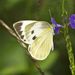 Indian Cabbage White - Photo (c) Sterling Sheehy, some rights reserved (CC BY), uploaded by Sterling Sheehy