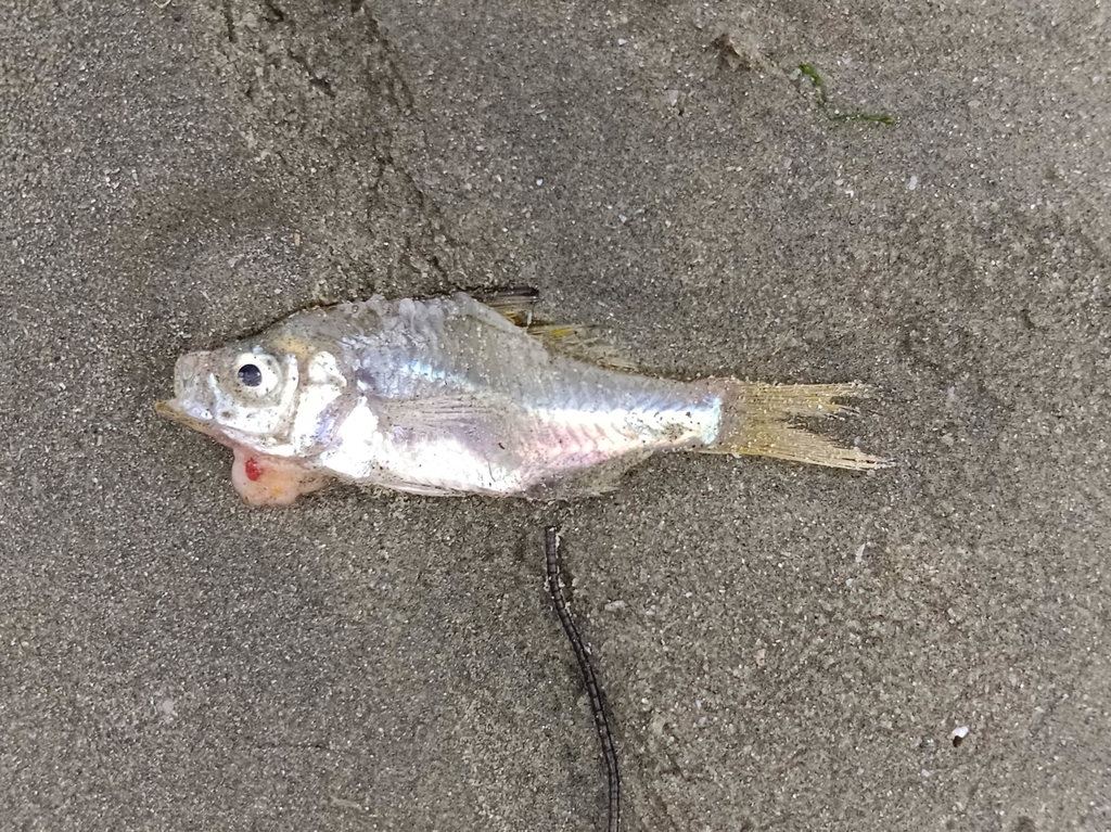 Bare-headed Perchlet