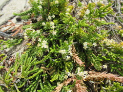 Struthiola salteri