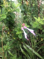 Syncolostemon stalmansii