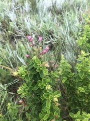 Syncolostemon stalmansii