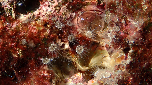 Representative image of Epizoanthus paxii