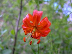 Lilium pumilum