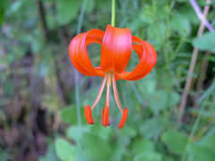 Lilium pumilum