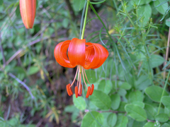 Lilium pumilum