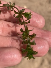 Water-weed (Hydrilla verticillata)