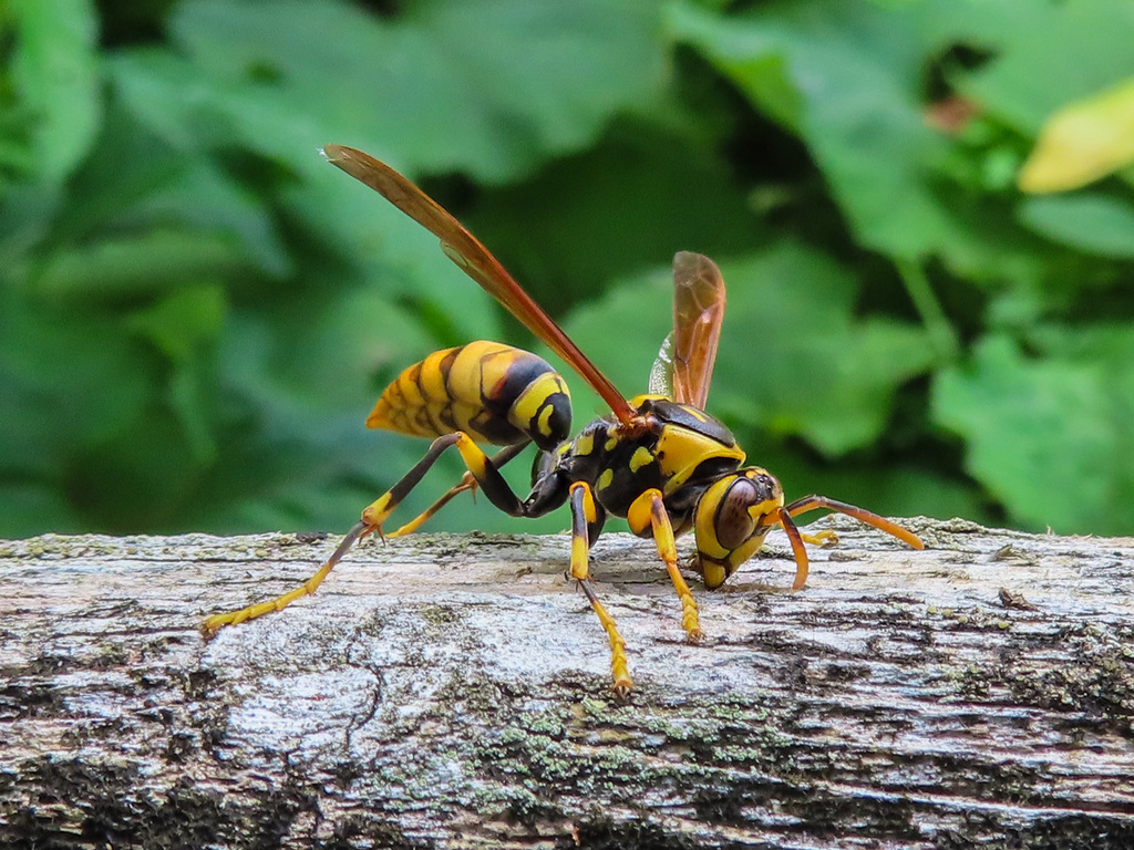 Rothney's Paper Wasp