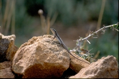 Trachylepis planifrons