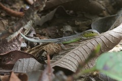 Cnemidophorus cryptus