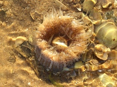 Aulactinia verrucosa